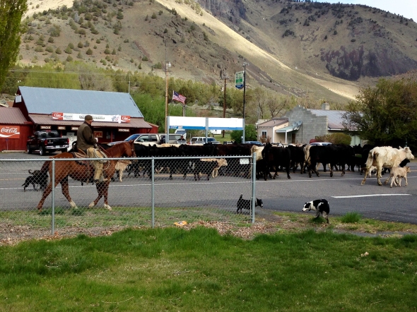 Cattle drive in Summer Lake, Oregon with this year's calves