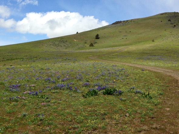 Wild flowered spangled hillside in the Warm Springs Indian Reservation. 