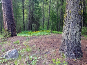 wooded area at Foggy Dew USFS campground
