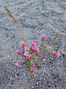 Pretty in pink wildflower at Walker Lake